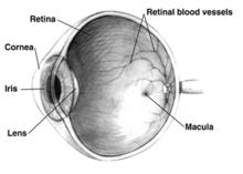 Human Eye